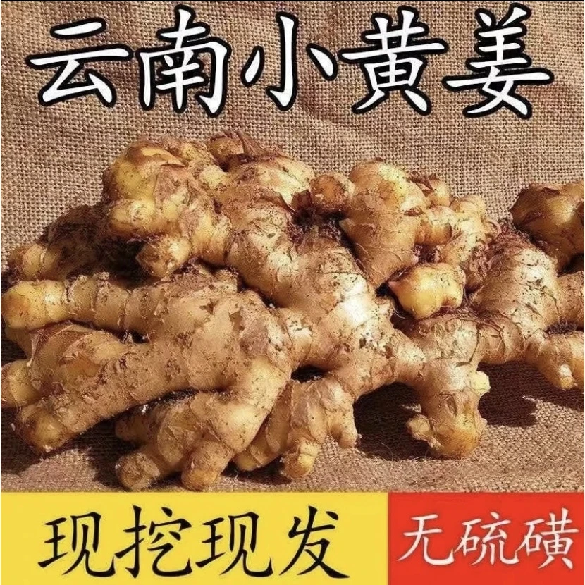 云南小黄姜厨房姜小黄生姜现挖烹饪辛辣新鲜产地直销生姜鲜姜烹饪