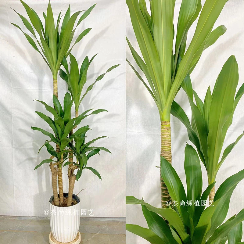 荷花铁美人铁四季常青造型绿植室内盆栽耐阴植物办公花卉绿植盆栽