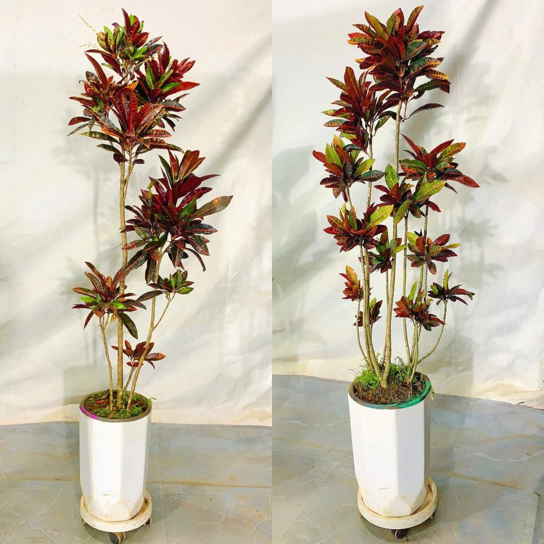 变色木盆栽花卉植物招财室内阳台室外好养七彩变叶木浪漫七夕礼