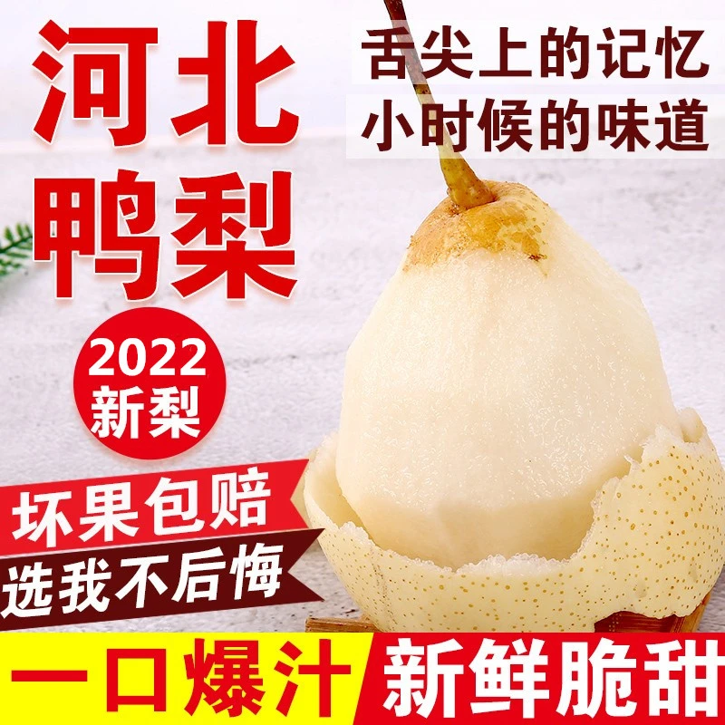 河北鸭梨农家自种新鲜水果农场直发脆甜多汁梨子