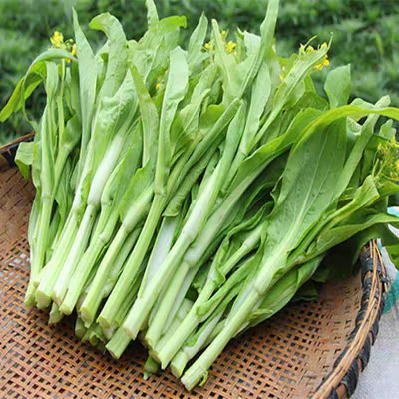 湖南常德农家自种白菜苔
