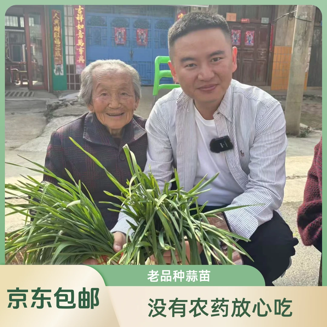 蒜苗【县长推荐】八金宝留守老人自种蒜苗老品种不打药京东包邮