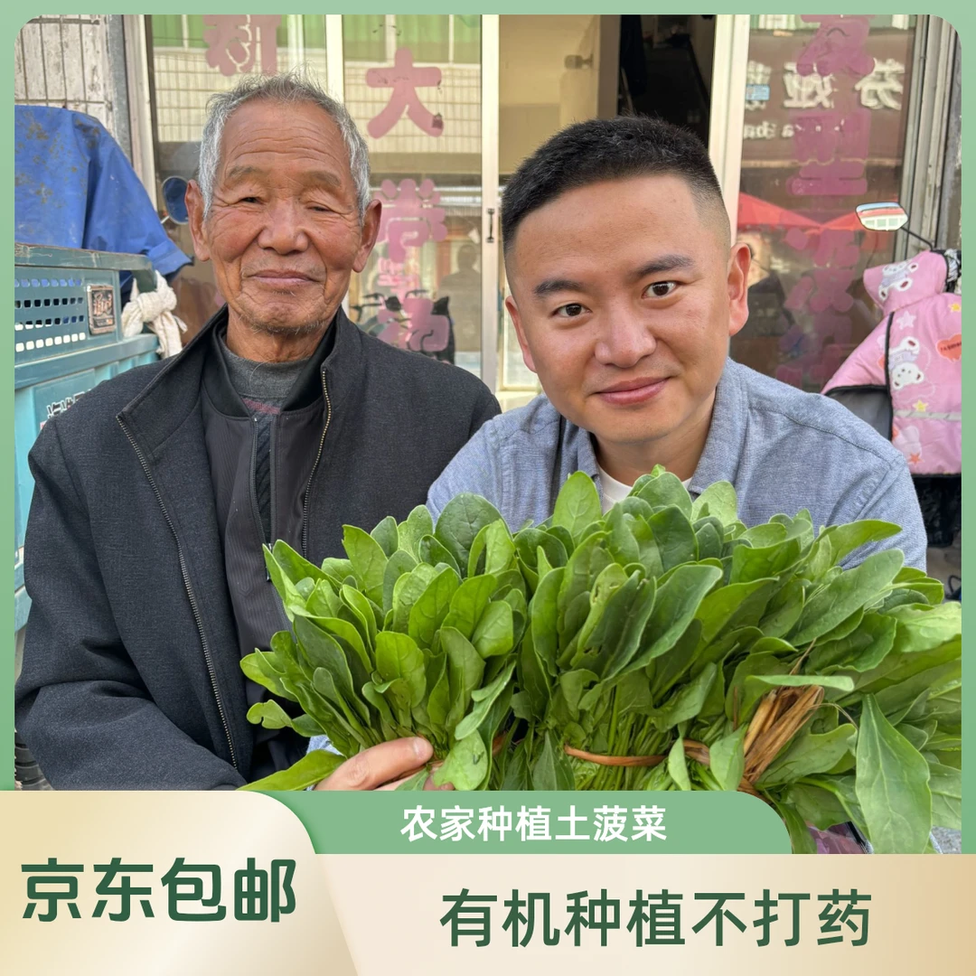 笨菠菜【县长推荐】八金宝潢川北地农家有机种植土菠菜