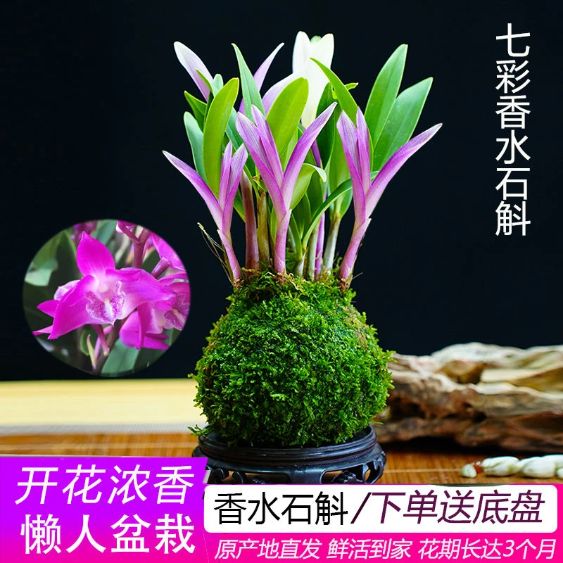 新品七彩香水石斛兰冬带花苞水培开花浓香室内桌面绿植盆栽花卉