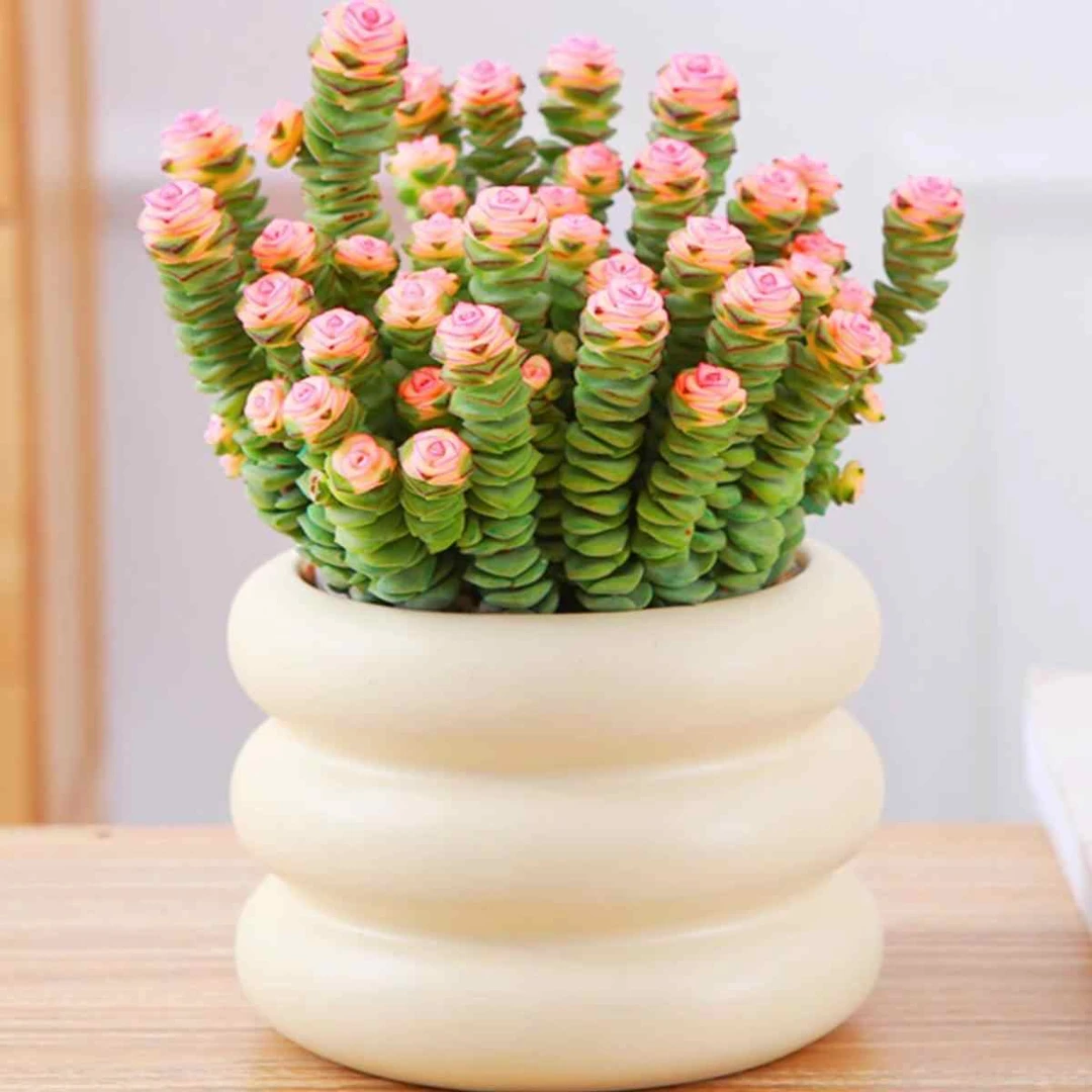 钱串子植物多肉盆栽办公室桌面好养观叶花卉多头老桩四季好养绿植