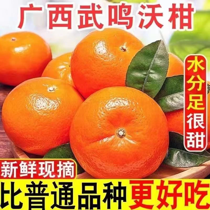 广西武鸣沃柑5/10斤新鲜水果无核一级大果纯甜无籽橘子桔子精选果