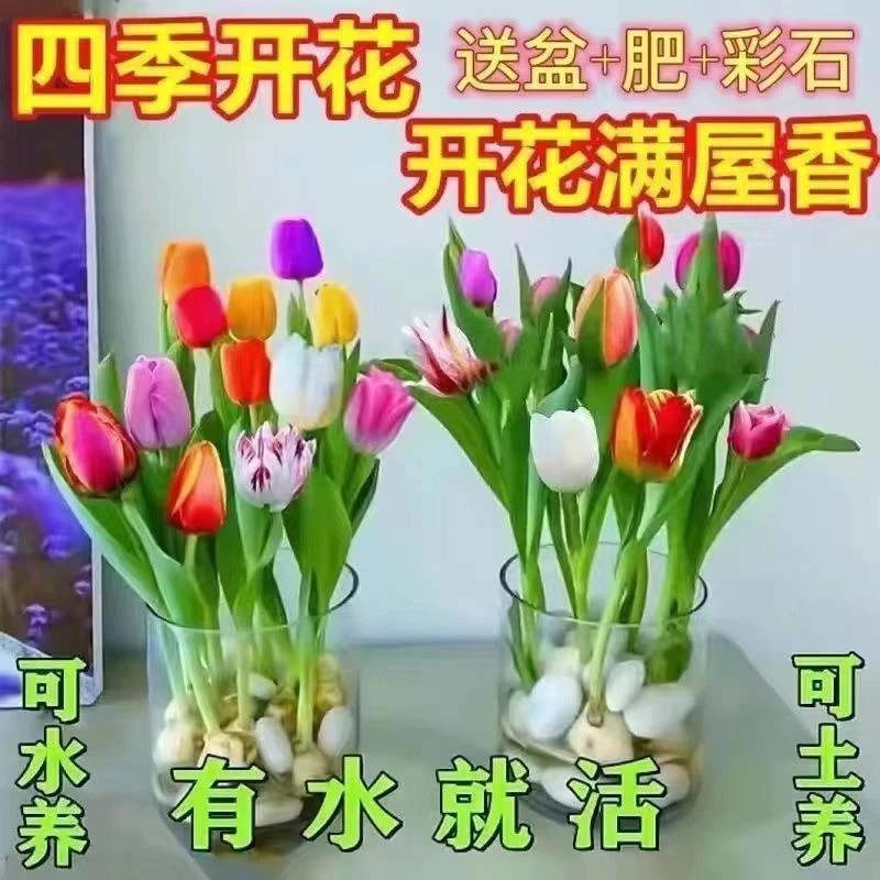【四季开花】水培郁金四季香开花盆栽花卉植物客厅绿植花卉好养活