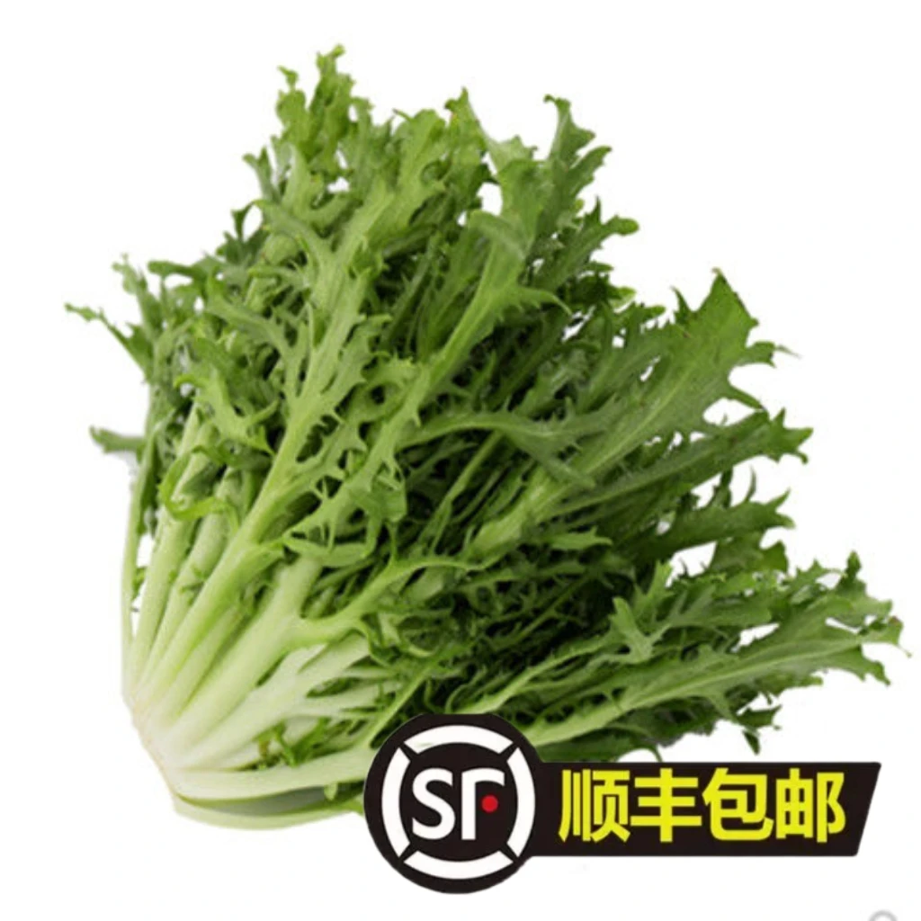 东北苦苣顺风包邮