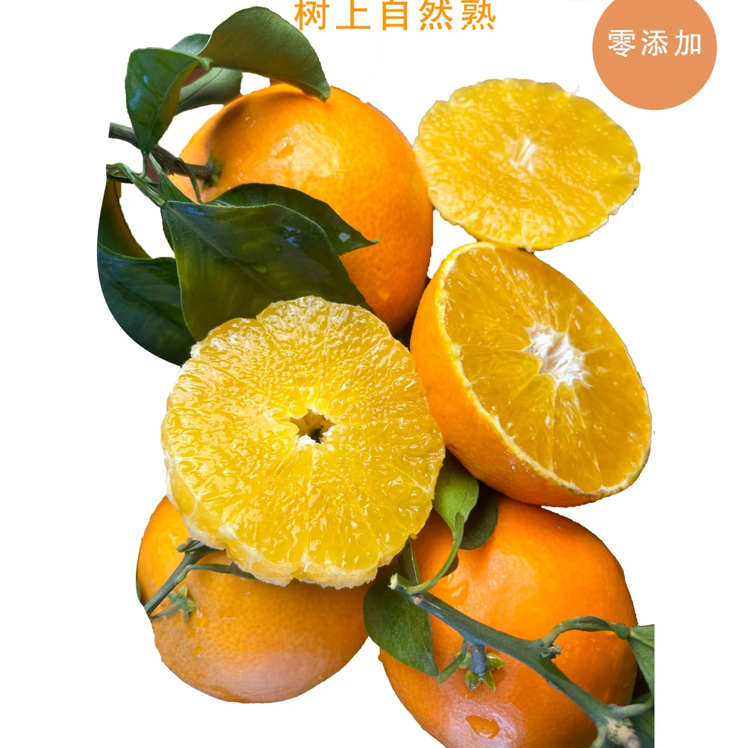 四川正宗爱媛果冻橙