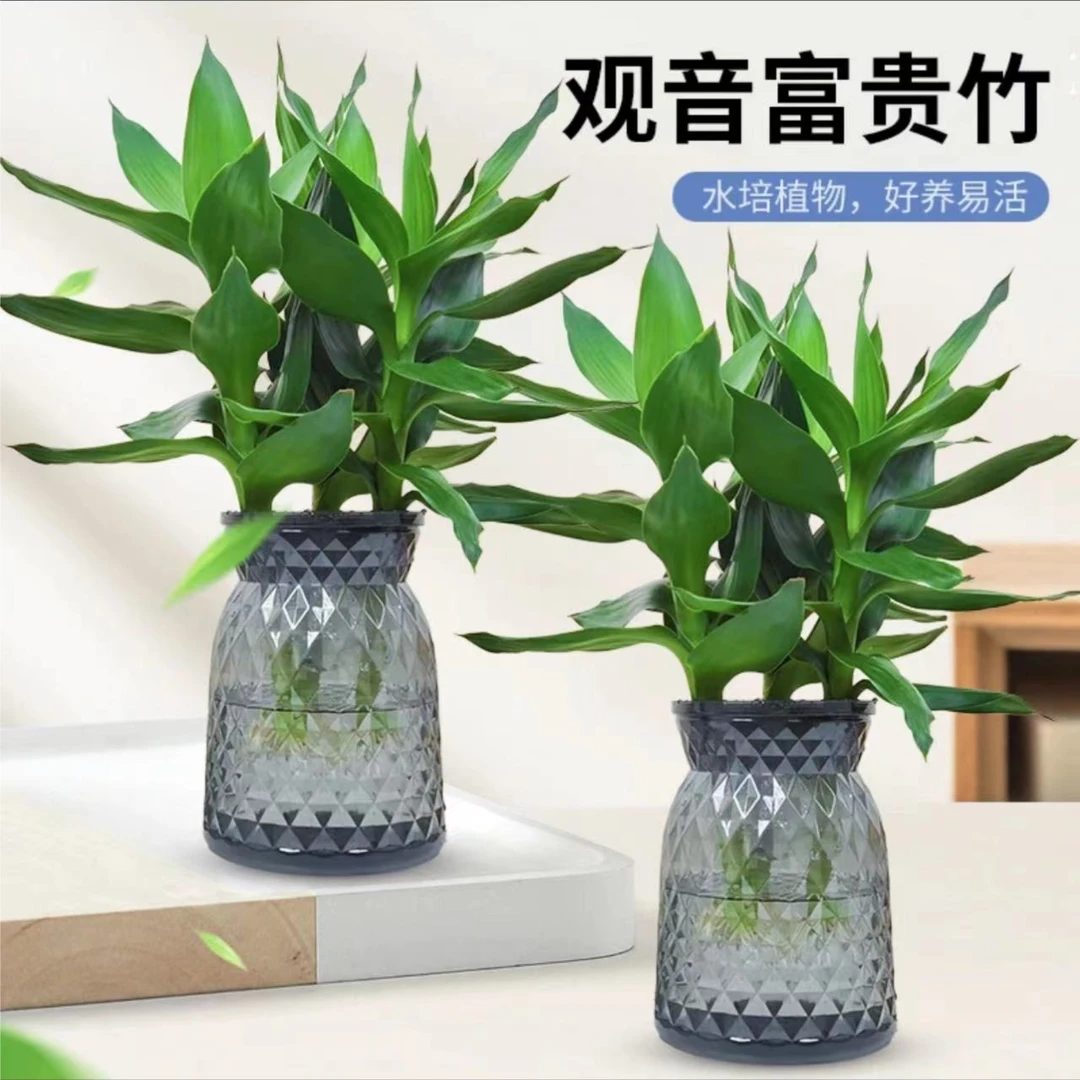 富贵竹观音竹水培植物办公室内盆栽客厅好养清新摆放养护绿植