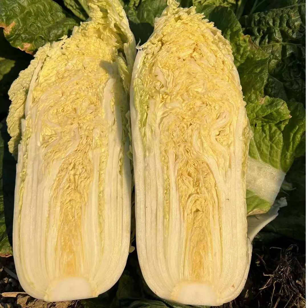 湖北新鲜黄心大娃娃菜自家种植露天蔬菜大娃娃食用时令蔬菜3斤5斤