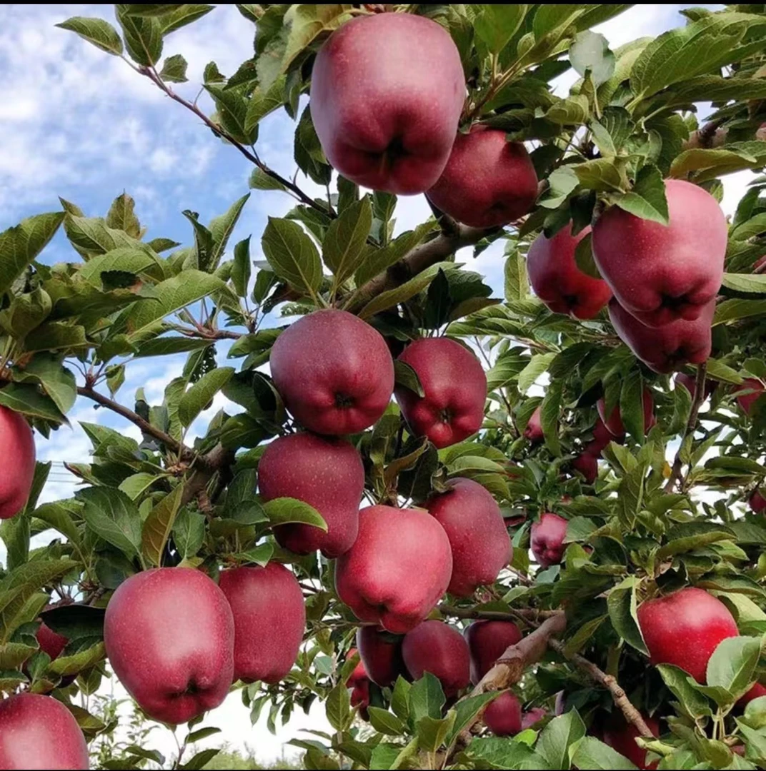 水果蔬菜 > 水果 > 苹果