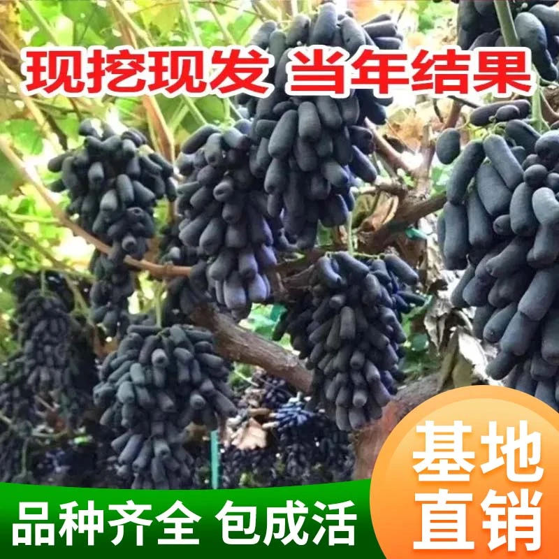 葡萄树苗阳光玫瑰甜蜜蓝宝石葡萄巨峰葡萄玫瑰香庭院种植果树苗