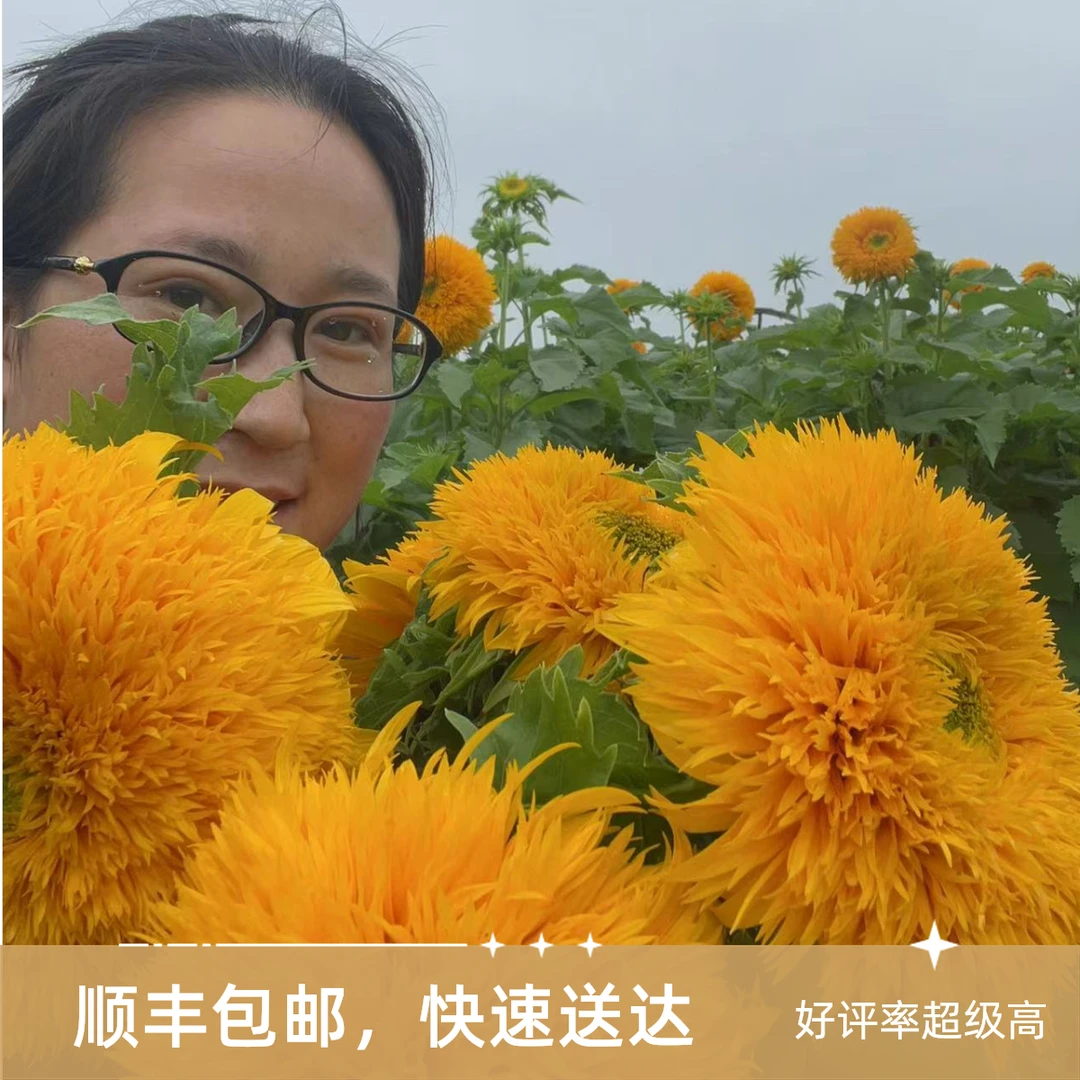 （泰迪向日葵）东北鲜花原产地直发鲜花鲜切花顺丰包邮