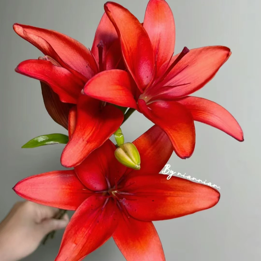 红宝石红色亚洲百合鲜花居家办公室家用装饰花束插花批发观赏养护
