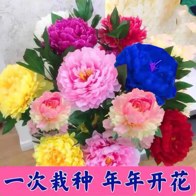 混色大花朵东北耐寒大芍药（买二送一）