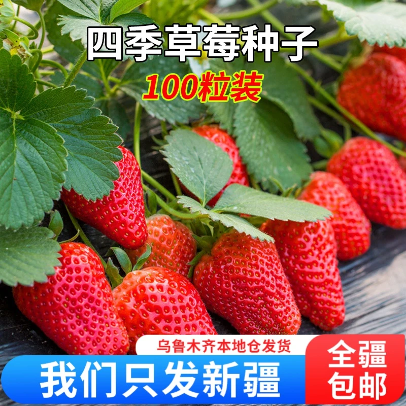 【新疆包邮】草莓种子四季开花草莓庭院阳台盆栽水果本地仓发货