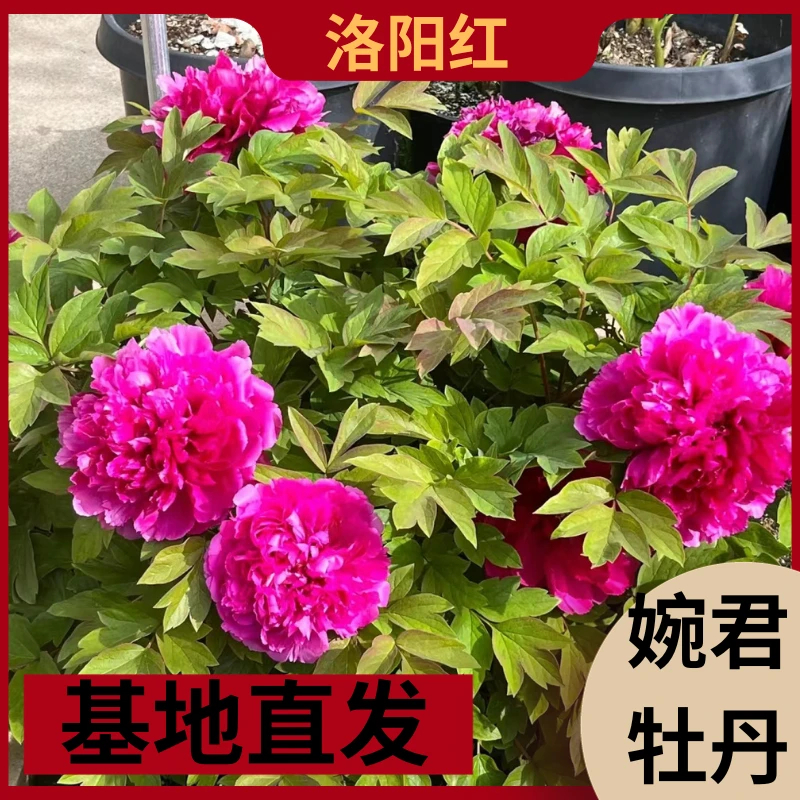 正宗洛阳观赏牡丹多层重瓣大花耐寒易养室种植开花裸根发货