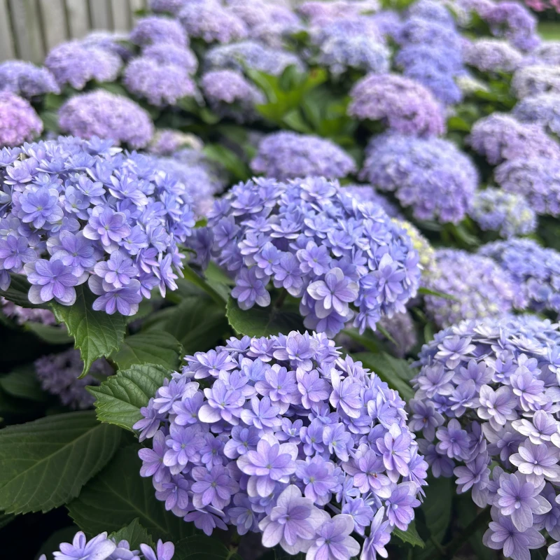 【太阳圣殿】绣球壮苗买3送1 盆栽 地栽阳台庭院新老枝开花四季种植