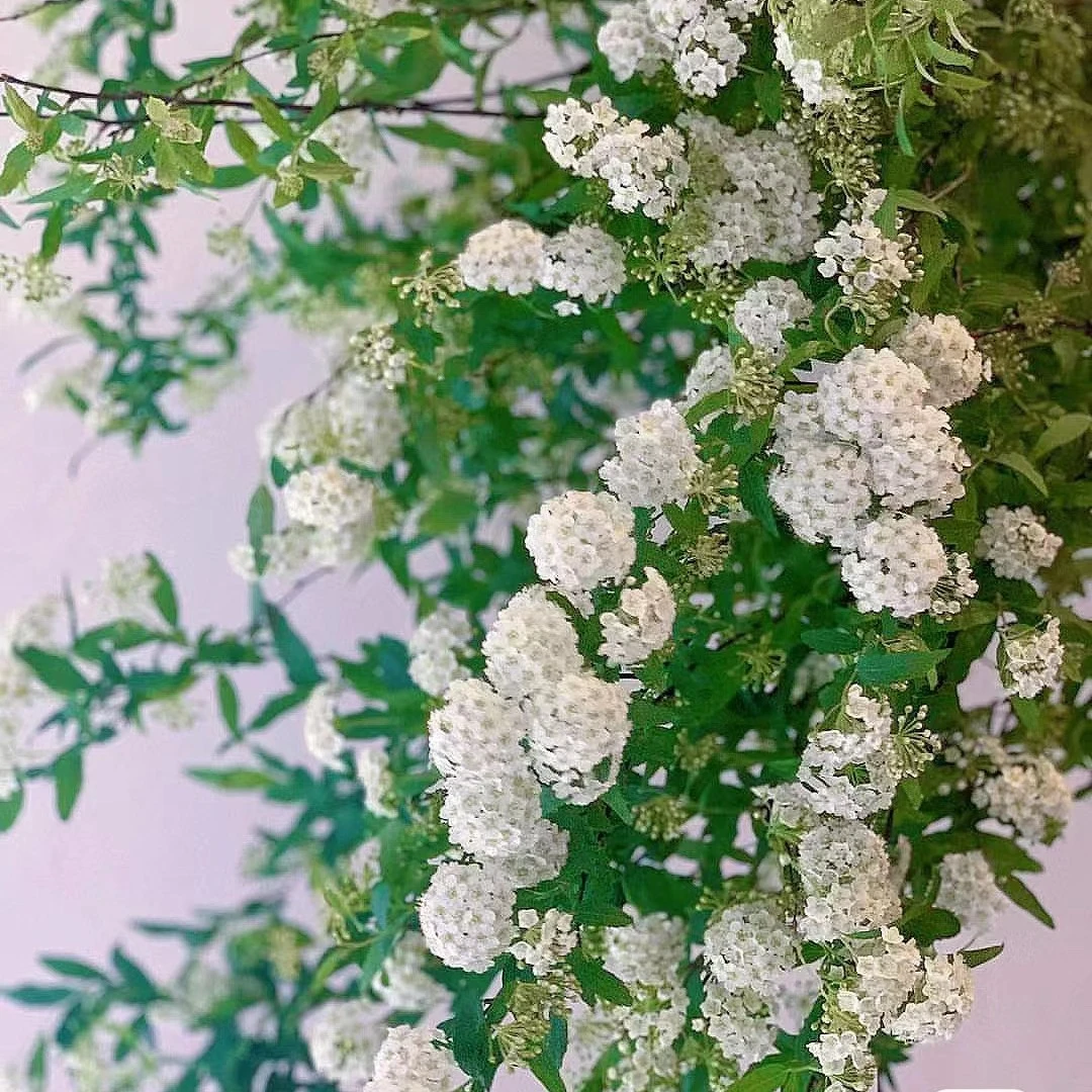 【高品质小手球】清新 灵动花瀑布 鲜切水培 家庭用花