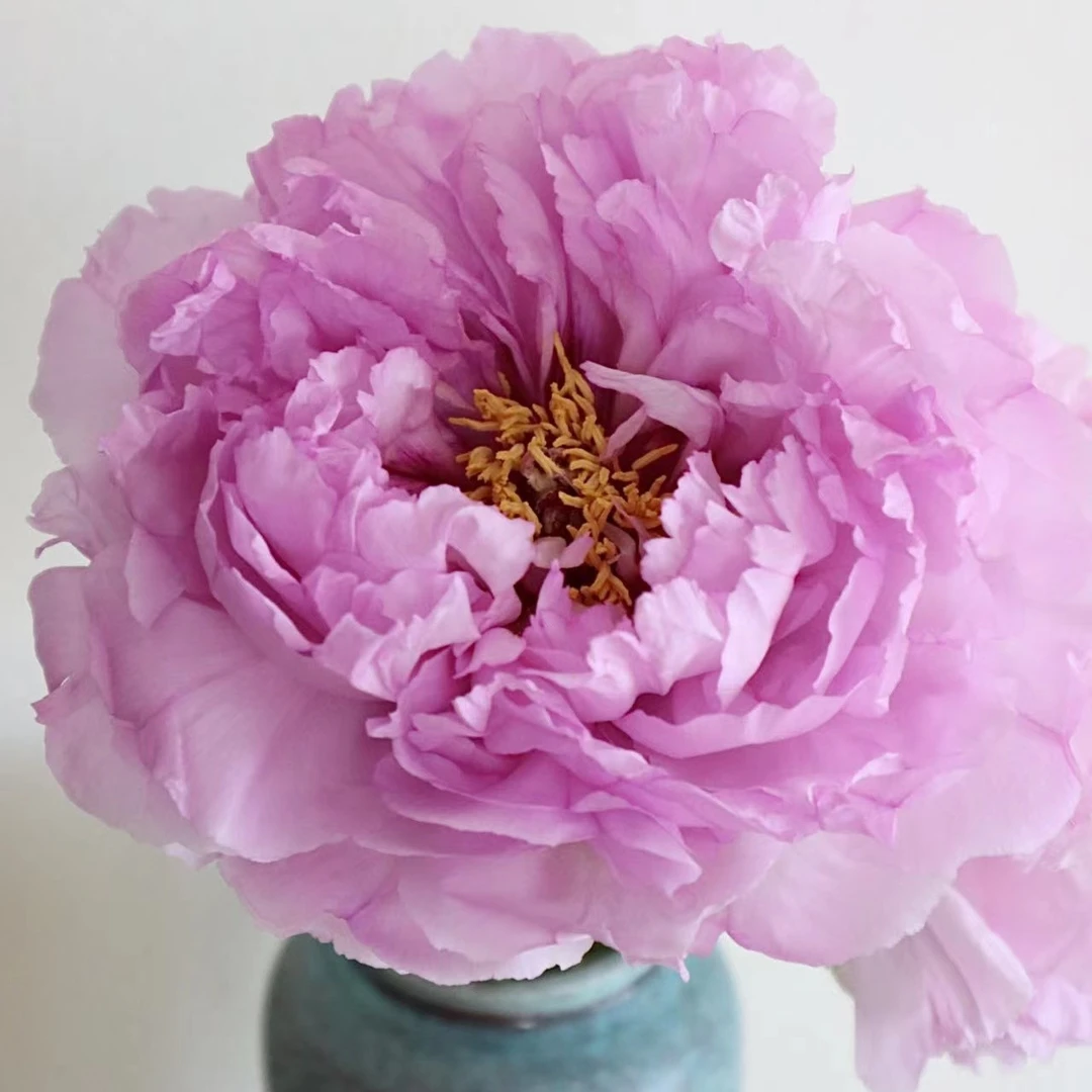【云南鲜花四月花神芍药】生花苞发货、花开爆瓶、好养护