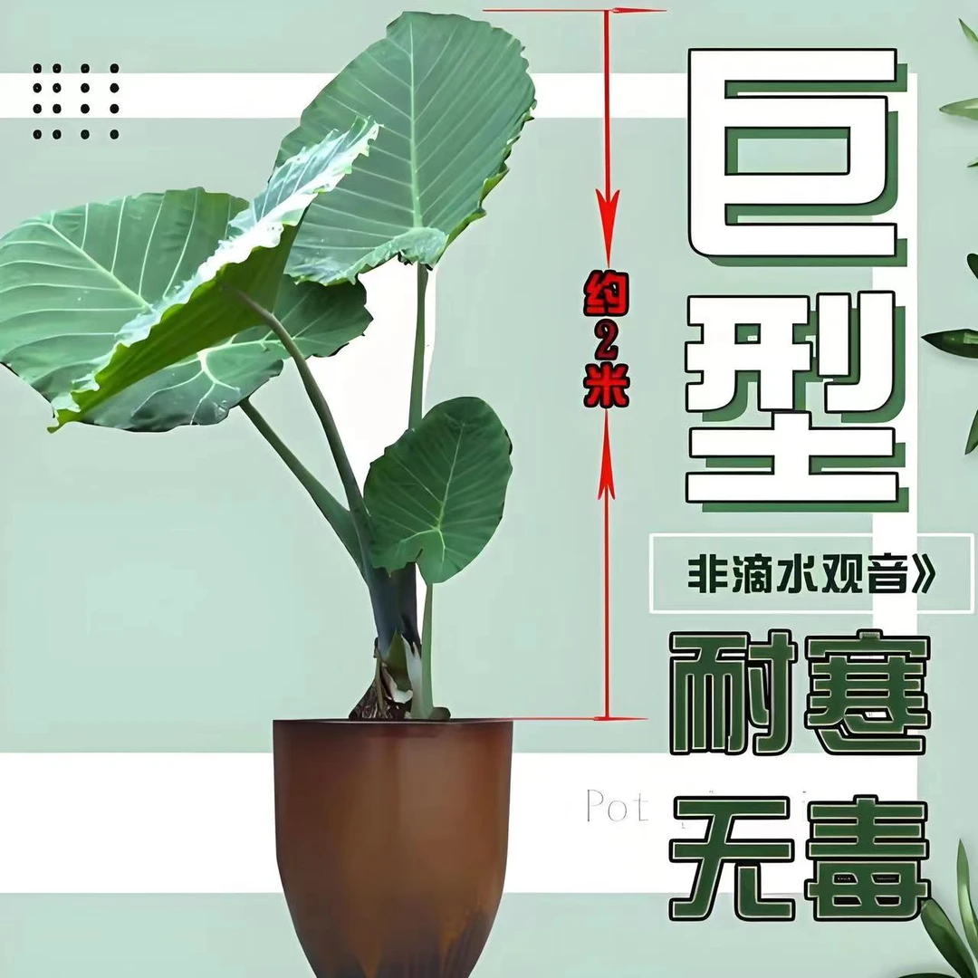 网红大叶绿植象耳芋花园庭院客厅大堂观赏养护适合热带生长耐寒