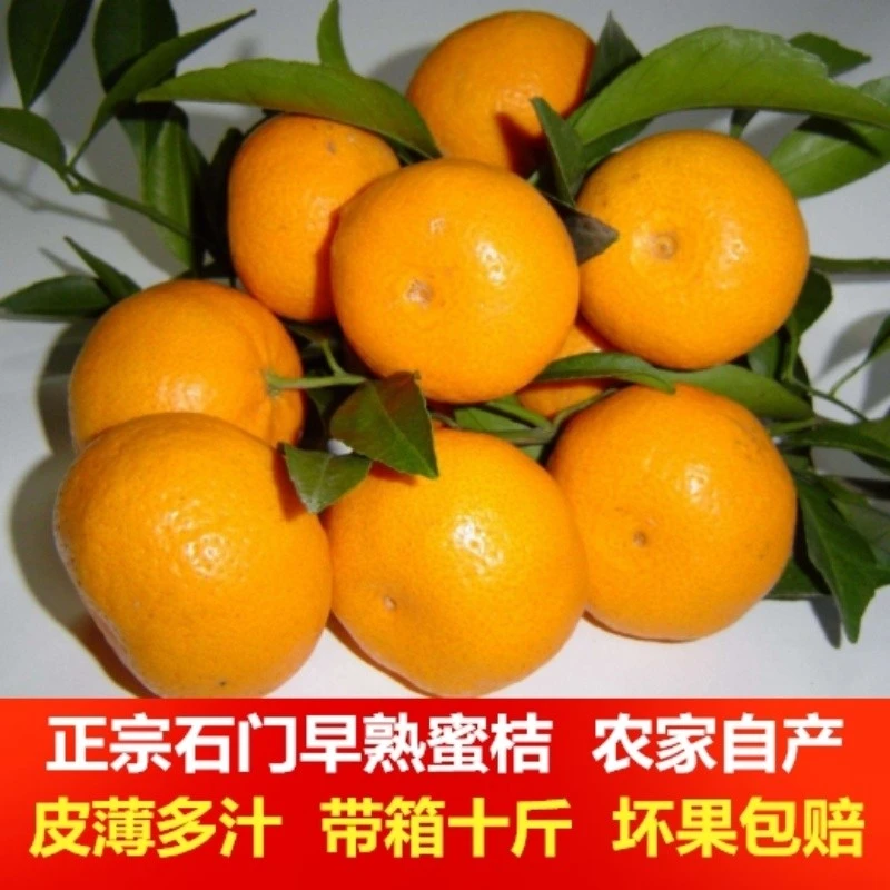 湖南石门柑橘鲜甜无核薄皮柑橙橘冰糖桔子新鲜当季水果3/5/9斤装