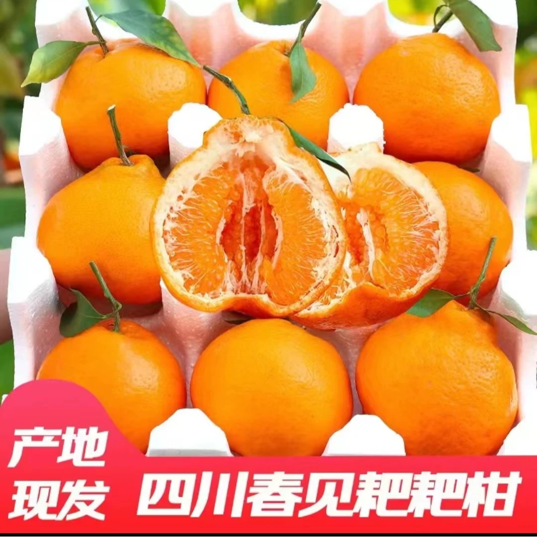【北方专属】四川春见耙耙柑现摘大果爆甜多汁4斤装/8斤装整箱包邮！