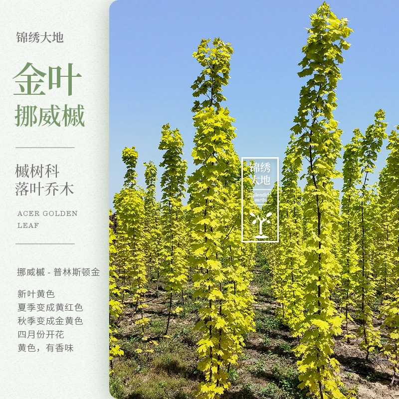 普林斯顿黄金枫    金色叶品种 别墅庭院植物