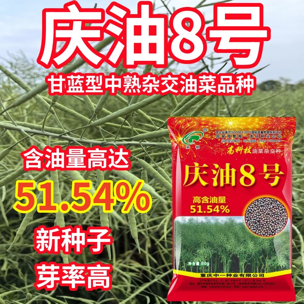 庆油8号油菜种子正宗优质高产高油抗病抗倒甘蓝型杂交油菜种子