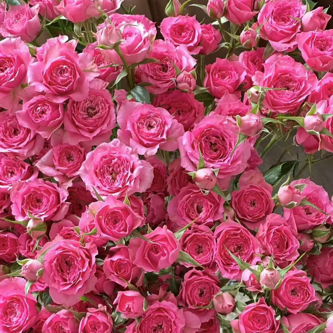 【花潮花卉】多头苏菲宝贝玫瑰，两单京东空运包邮