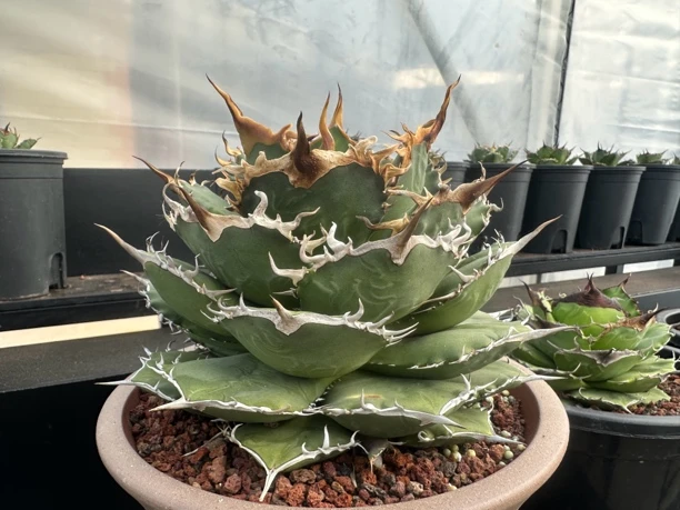 芽子 618一次（闷包）小龍包 一物一拍 直播链接