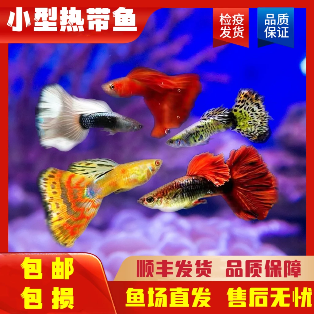 一对精品孔雀鱼公母搭对