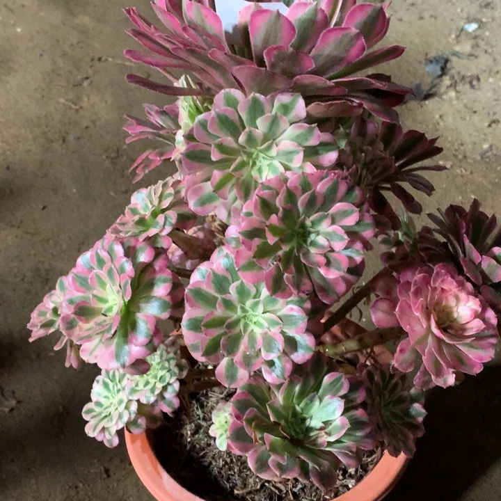 88号红铜白老桩不包损