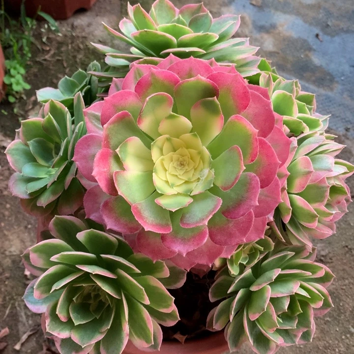 883号海王老桩不包损