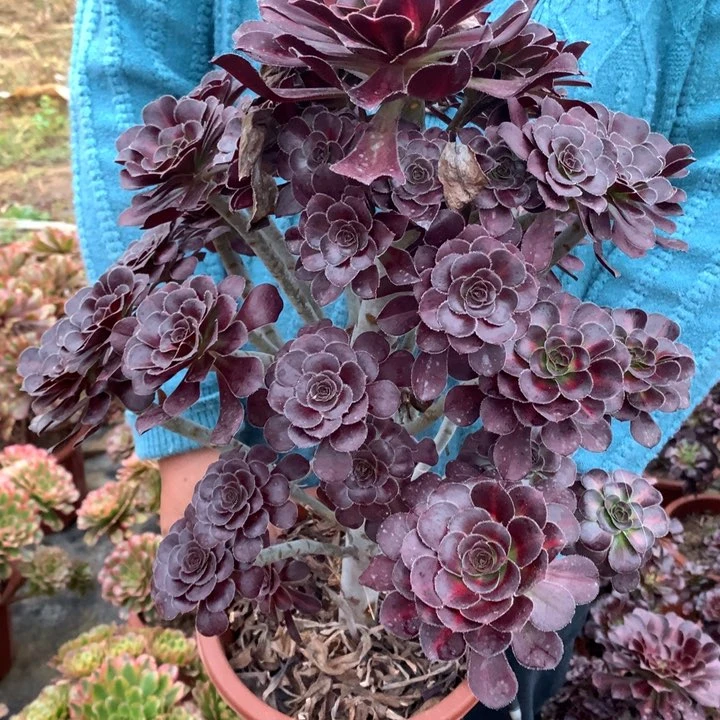 潇***老77号晚霞老桩不包损