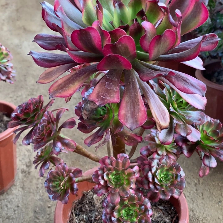 112号美姬老桩不包损