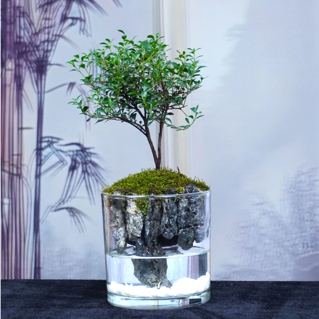 山川—12*12cm小叶赤楠桌面成品花卉绿植微养鱼景观