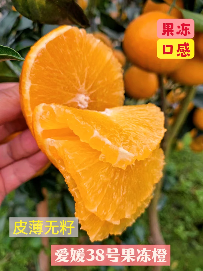 【果农直发】四川爱媛38号果冻橙 新鲜采摘 香甜爆汁皮薄 网红柑橘
