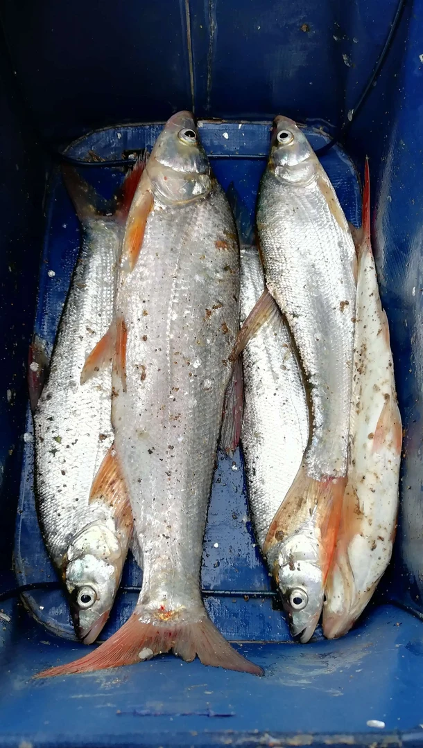 江西大明湖野生红尾鱼（5斤）