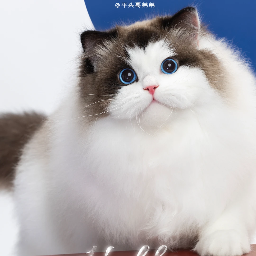 张宝彤布偶猫舍平头哥 | 新脸版布偶猫创始猫舍