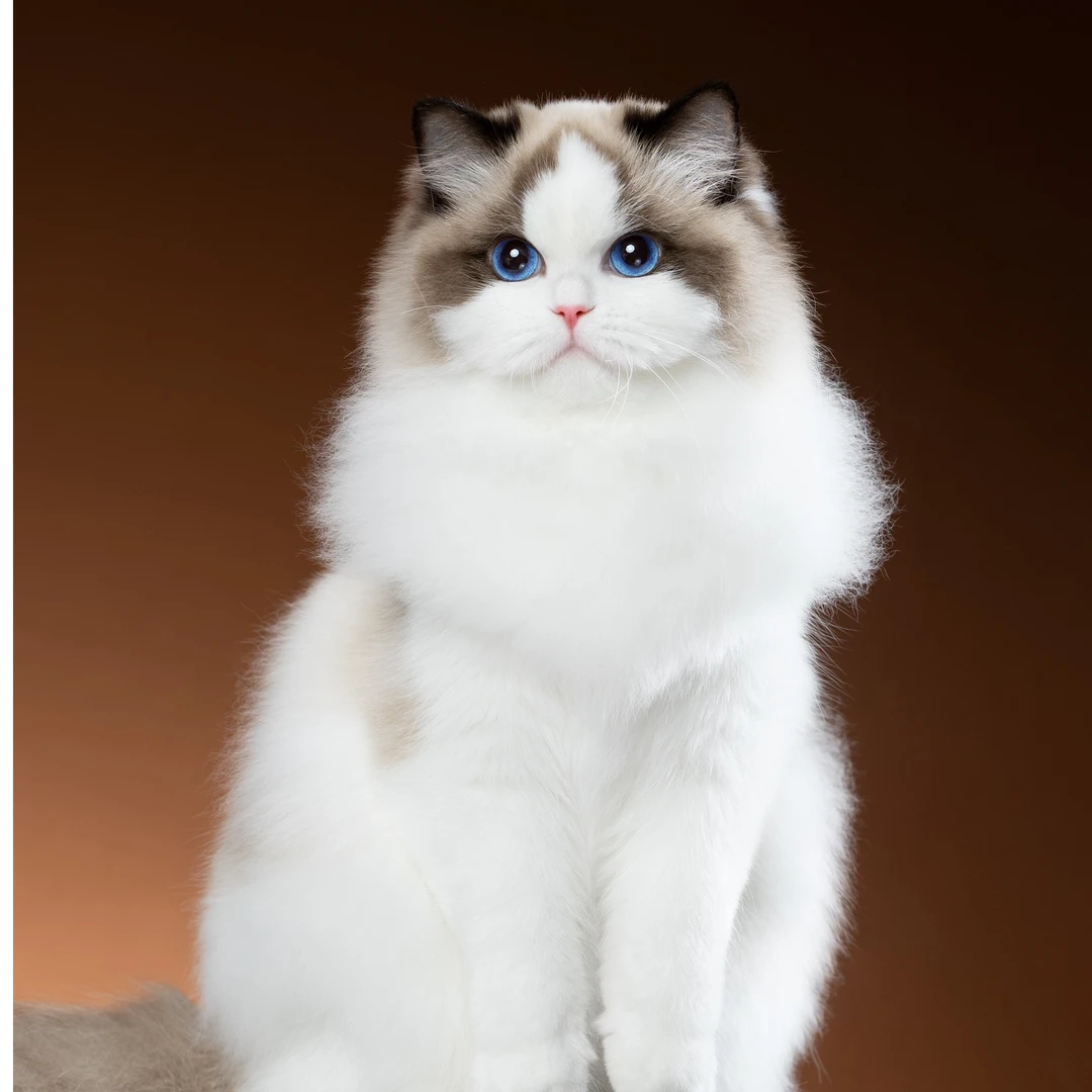 张宝彤布偶猫舍哈小怪妹妹 | 新脸版布偶猫创始猫舍