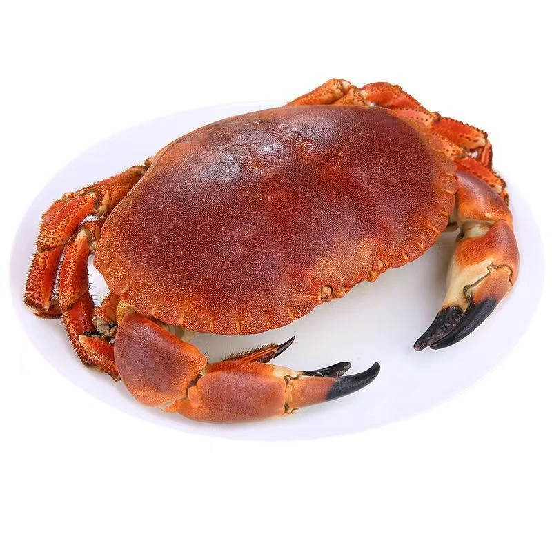 顺丰包邮蓝海熟冻面包蟹黄金蟹大螃蟹膏蟹母蟹