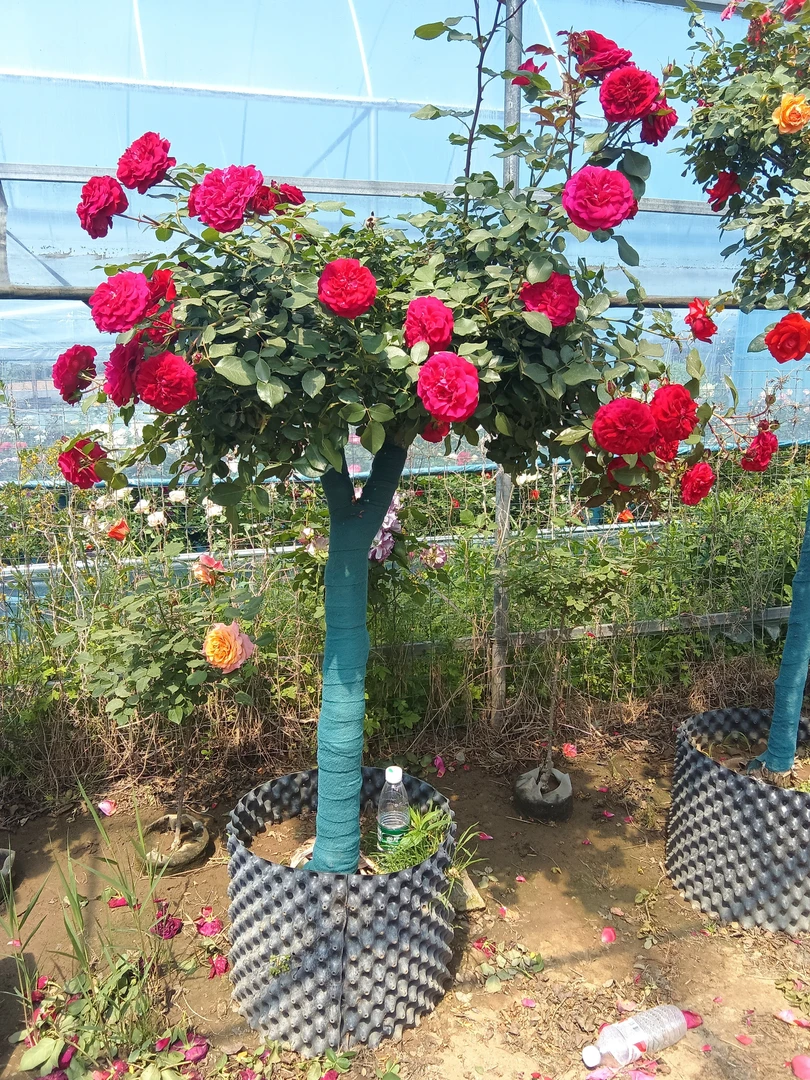古桩月季造型款多季节循环开花庭院阳台种植
