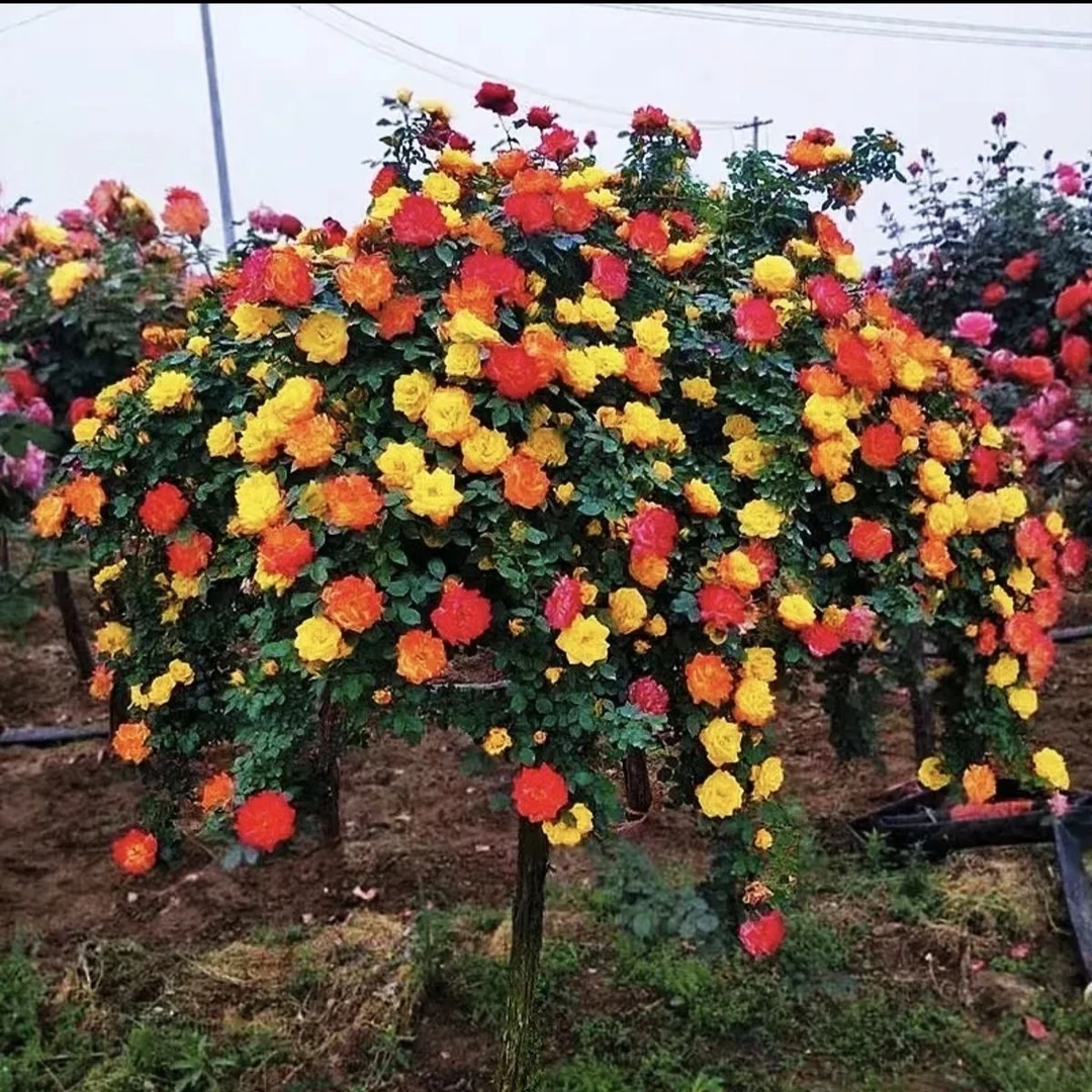 滕彩虹树桩月季多季节循环开花庭院阳台种植