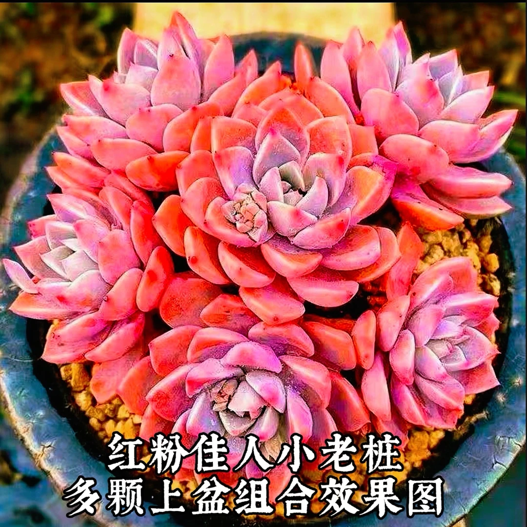 多肉植物红粉佳人老桩组合盆栽室内绿植花卉易养