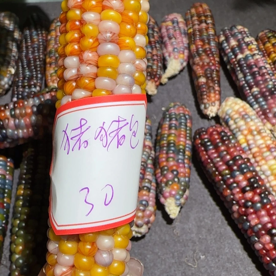 【闪购商品】奶***包文玩玉米毛料