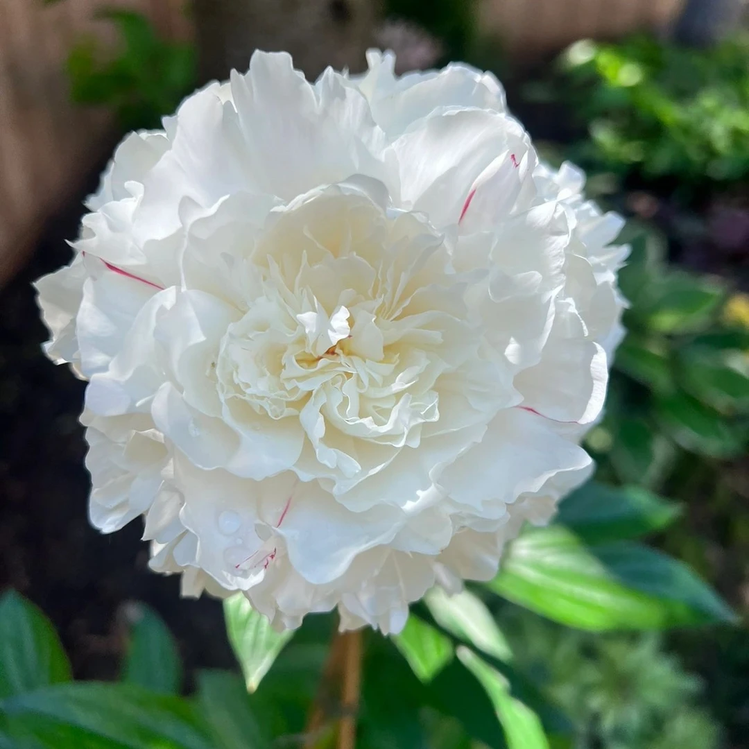 菏泽观赏芍药杨飞出浴秋季发苗白色系地载盆栽