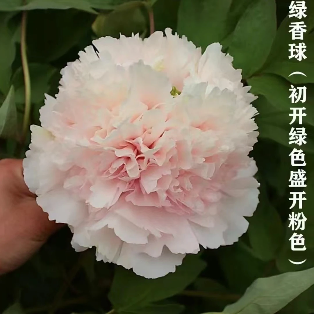 菏泽观赏牡丹绿香球先发肥料秋天发牡丹