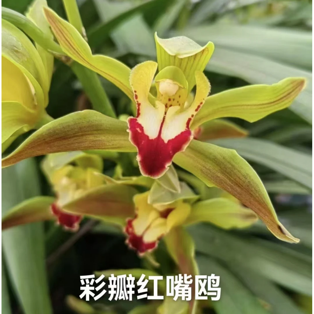 云南边境彩瓣红嘴鸥